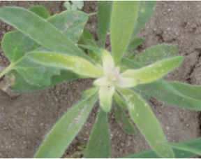 Bleaching of growing point of kochia caused by Group 27 herbicide. Pyrasulfotole on Kochia.  Mode of Action: Hydroxyphenyl pyruvate dioxygenase (HPPD) inhibitors 