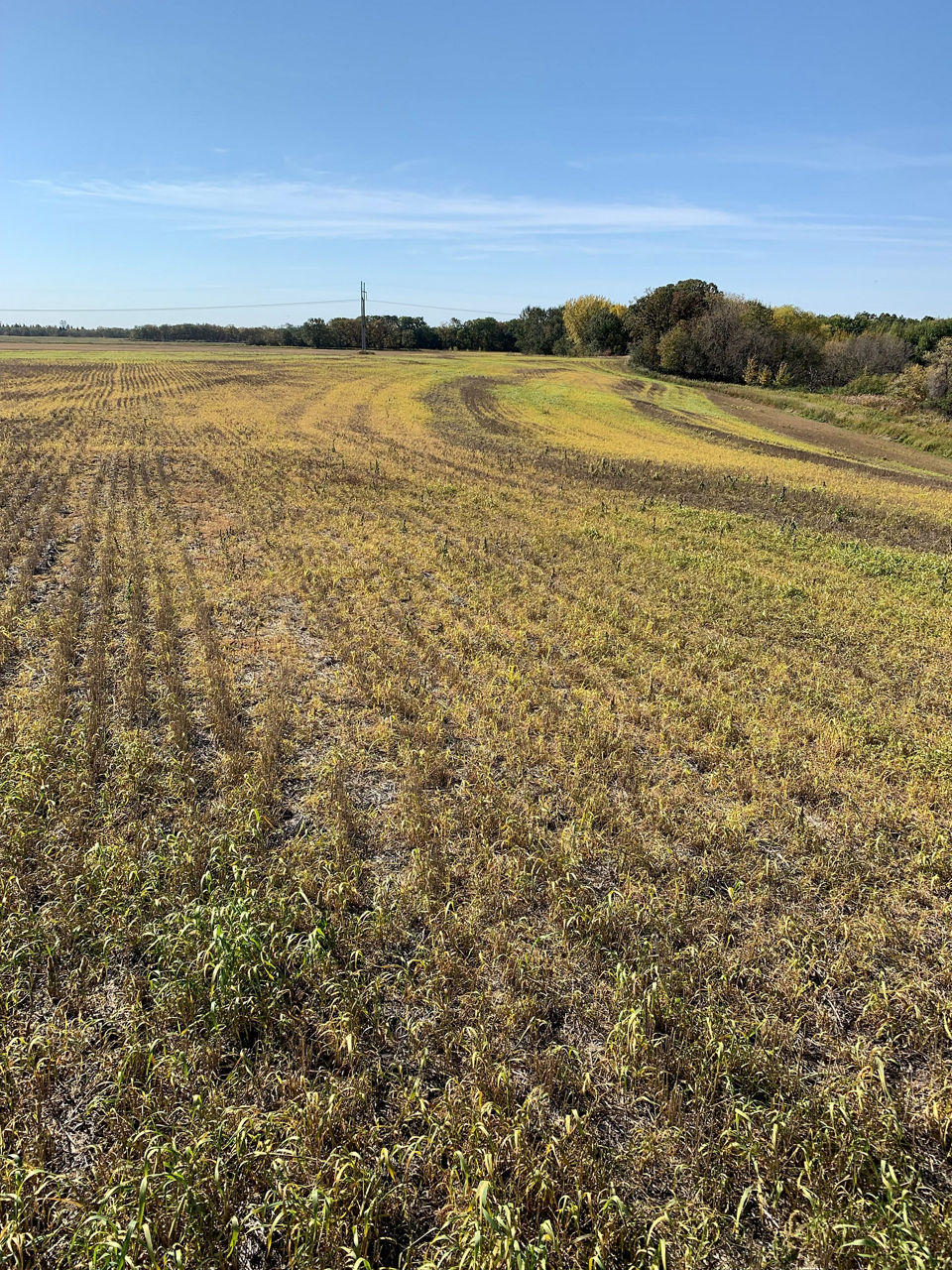 Symptoms of glyphosate application on grassy weeds. Field begins to appear dull green to yellow as chlorosis begins in weeds. Glyphosate application field symptoms fall burndown following wheat.