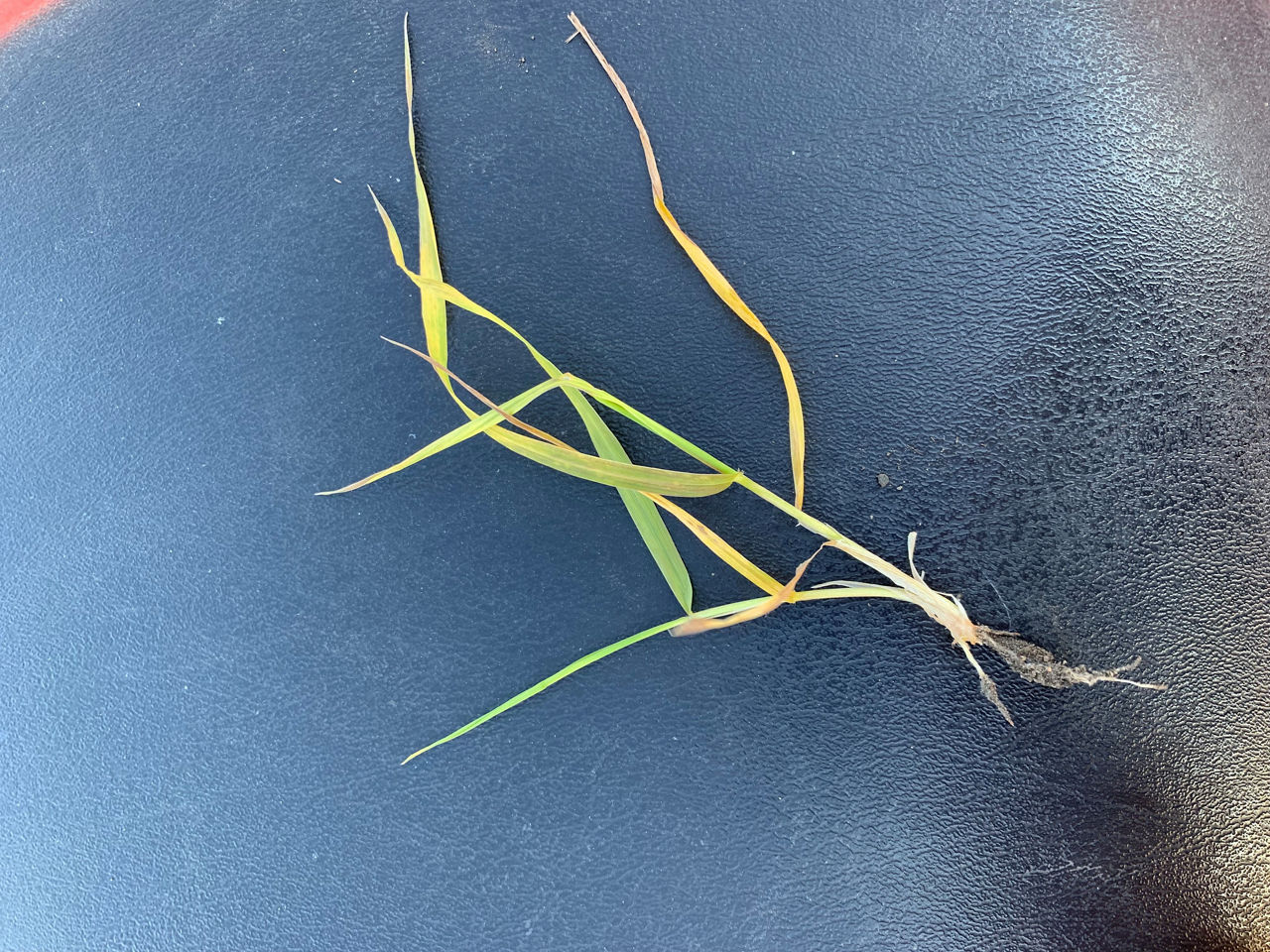 Early symptoms of chlorosis and necrosis following glyphosate application. 