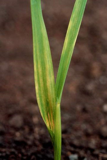 Leaf streaking caused by Group 1 herbicide.. Mode of Action: Acetyl-Coenzyme A Carboxylase (ACCase) inhibitors 