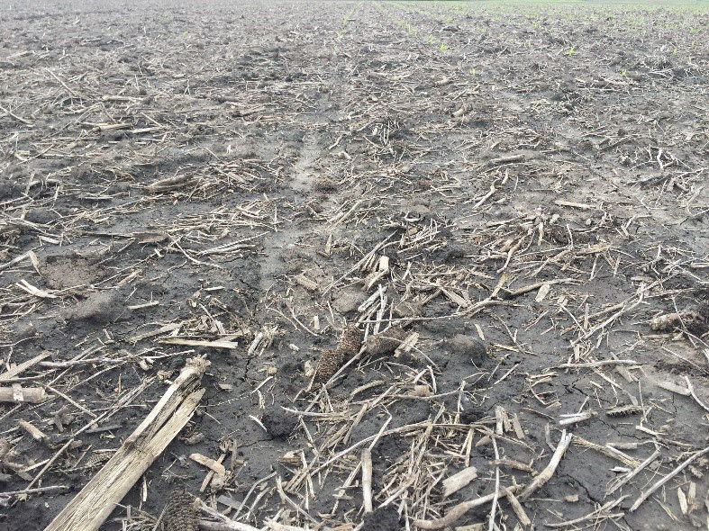 Figure 1. Residue in conservation tillage programs can keep soils cooler and moist. Starter fertilizers applied at planting in soils associated with no-till and other conservation tillage programs can help seedlings access required early growth nutrients. 