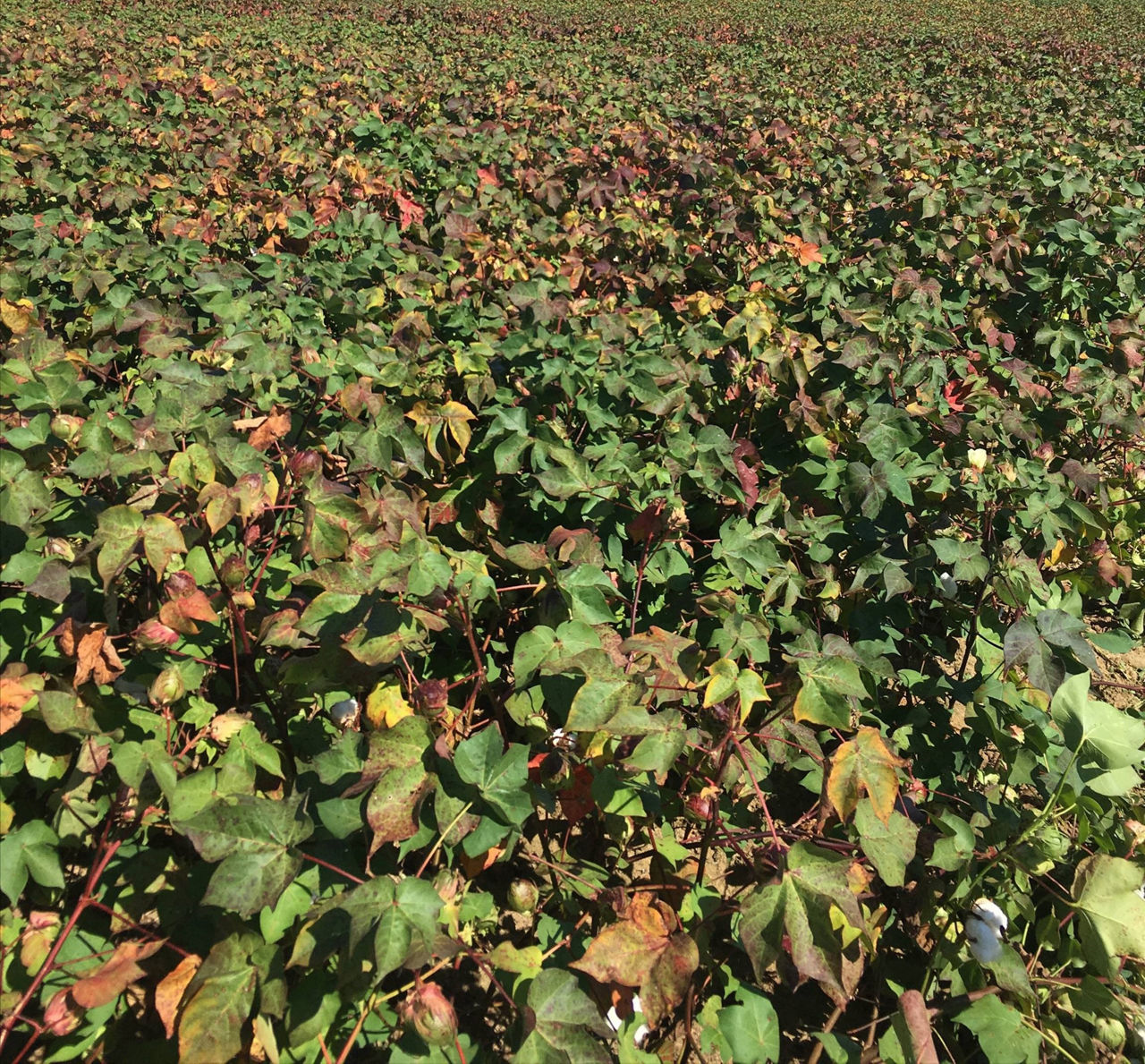 A cotton field exhibiting potassium deficiency symptoms. 