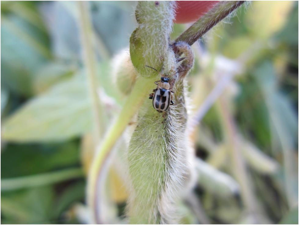 Bean Leaf Beetle