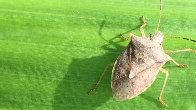 Brown Stinkbug