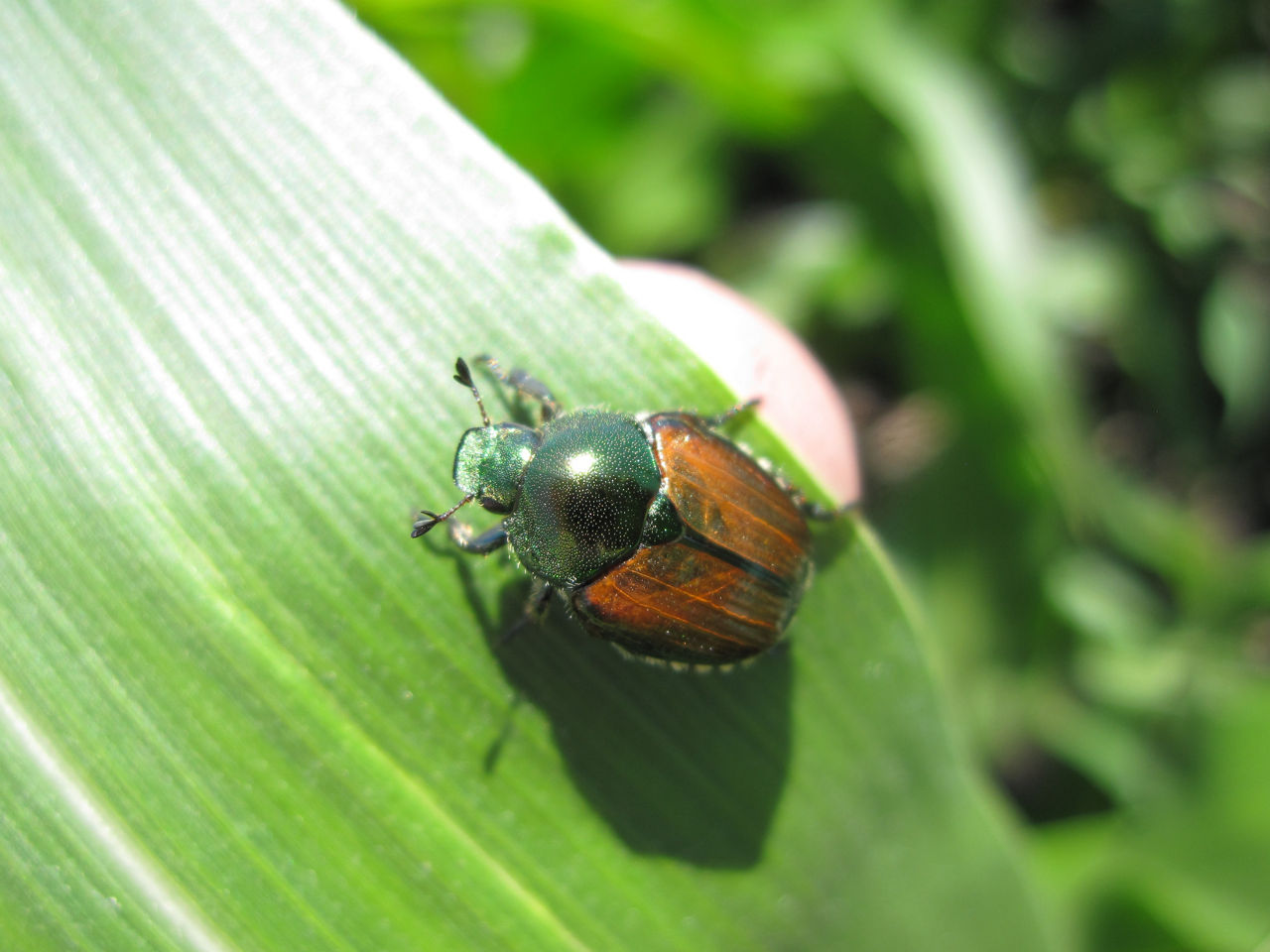 Japanese Beetle on Corn Leaf 