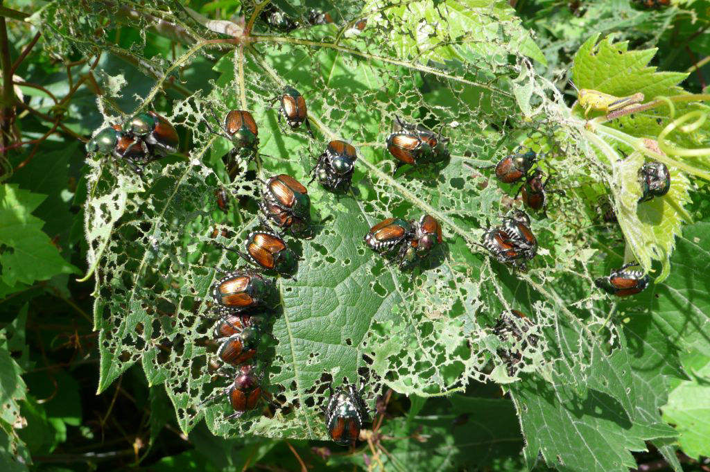 Japanese Beetle - Multiple and Major Damage