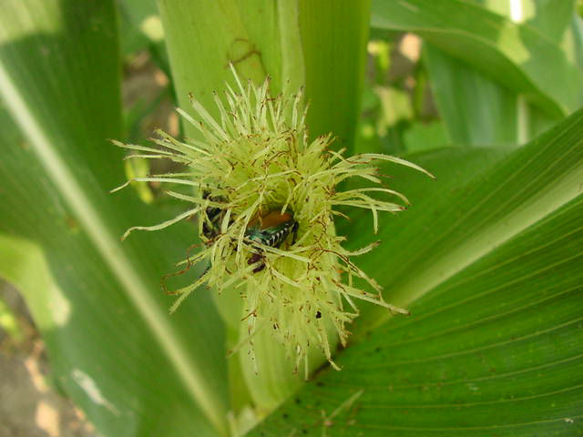 Japanese beetles feeding and clipping corn silks.