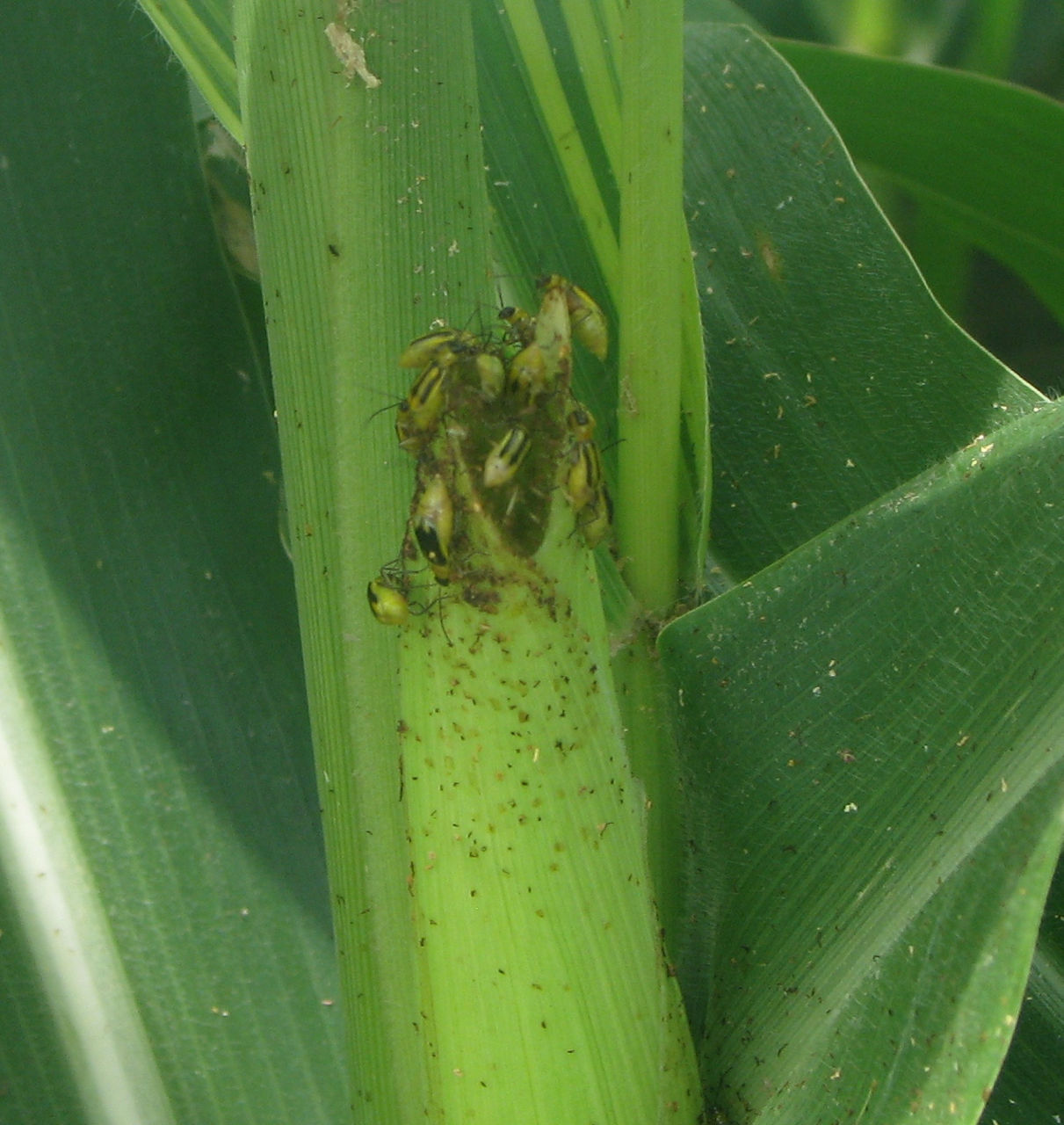Western corn rootworm beetles feeding on corn silks. 