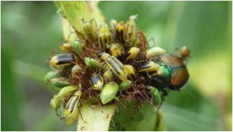 Corn Rootworm Silk Feeding