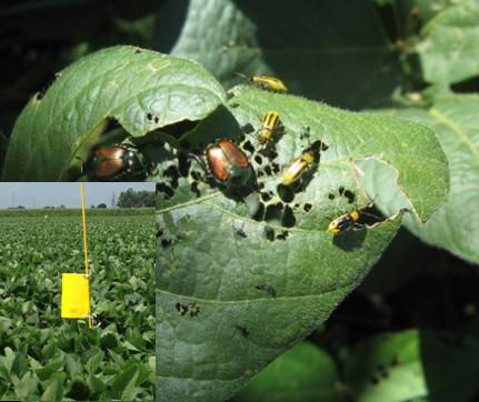 Western Corn Rootworm and Japanese Beetle on Soybean with Pherocon AM Trap