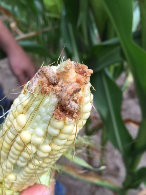 Western Bean Cutworm