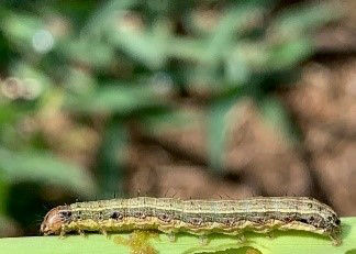 Soybean Podworm
