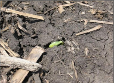 Figure 1. Soybean plant emerging through the soil. 