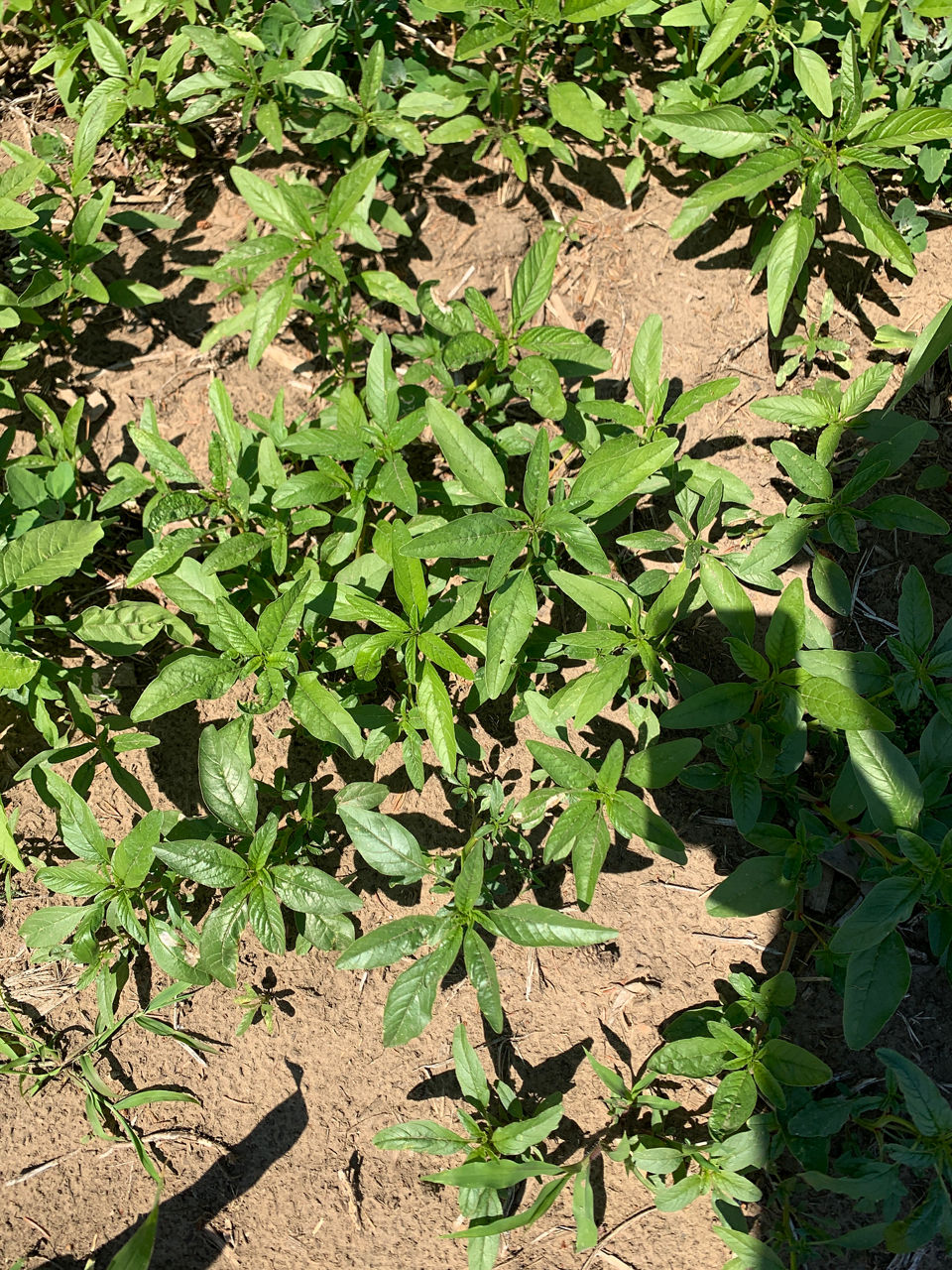 Waterhemp early spring herbicide timing for no-til soybeans