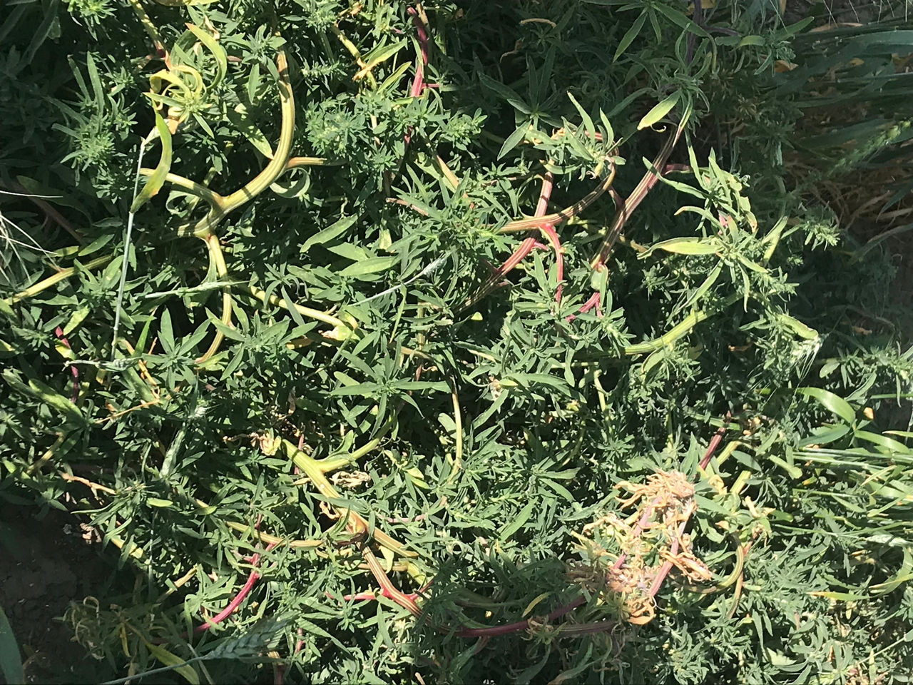 Early Spring Herbicide Timing for no-til soybean-Kochia