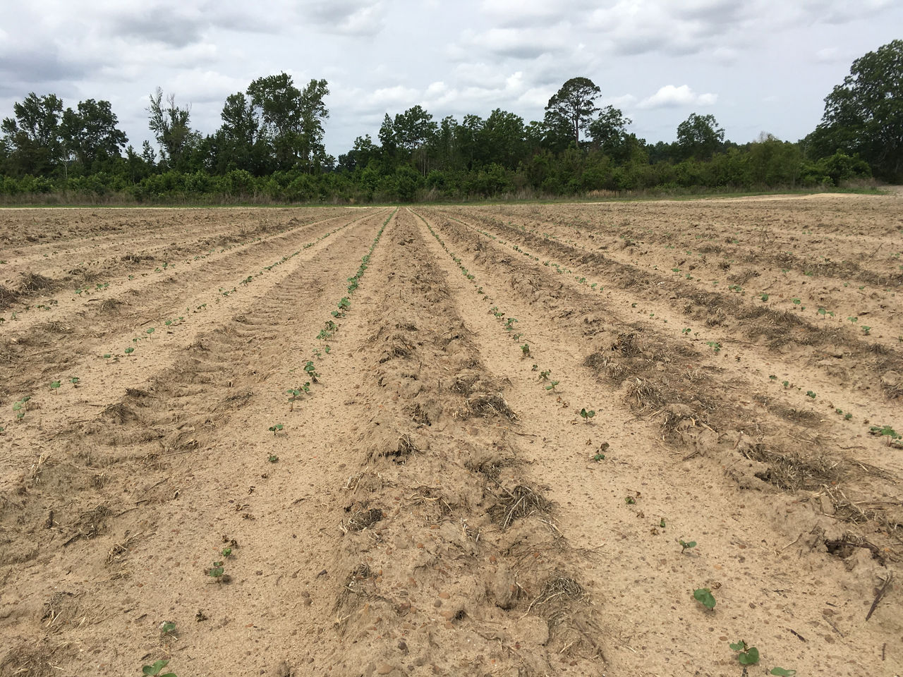 A healthy, uniform cotton stand