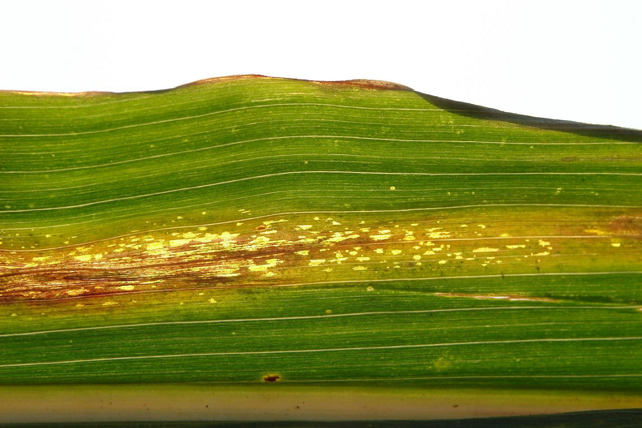 Goss's Wilt freckling observed against the light