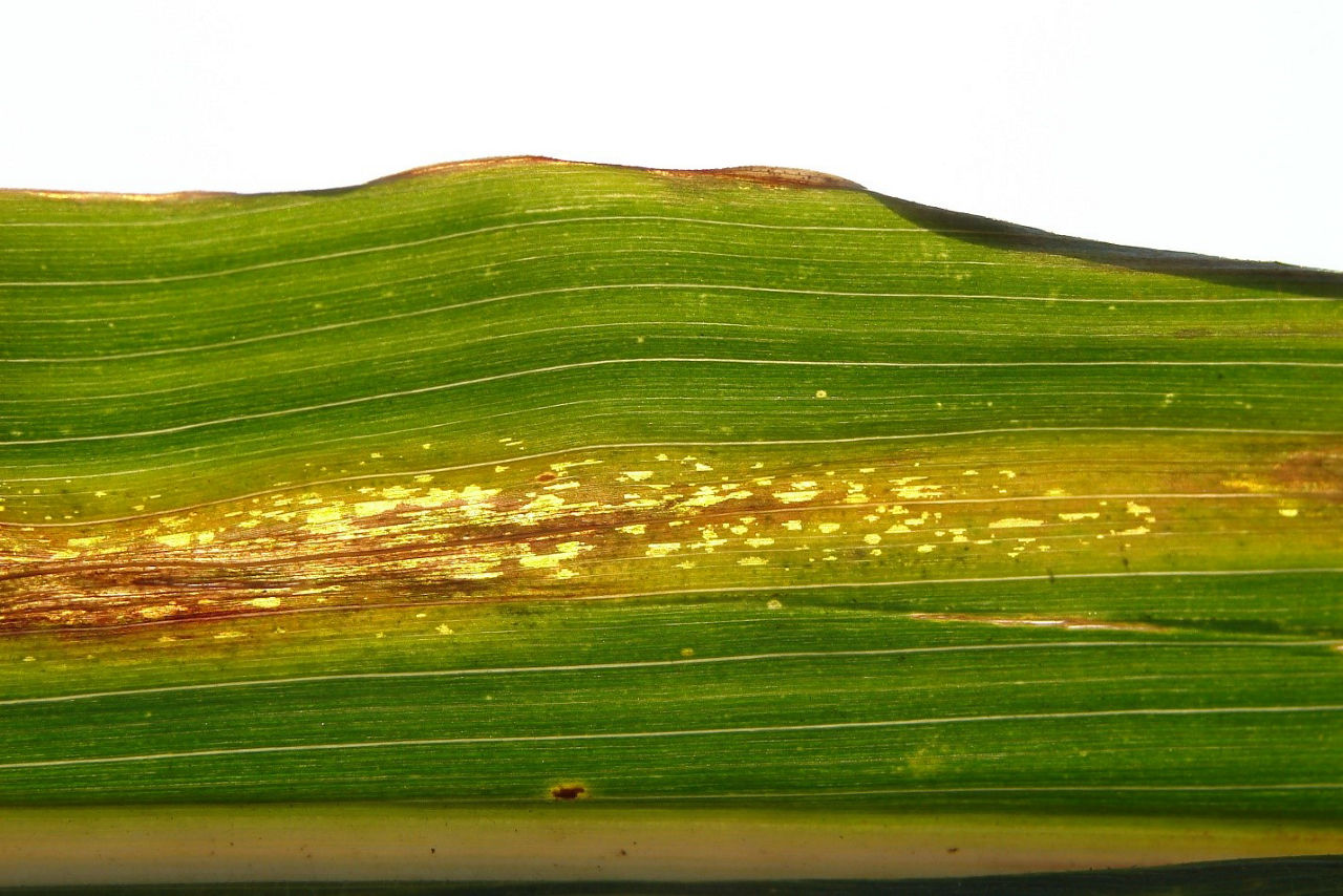 Figure 2. Luminance lesions as result of Goss’s bacterial wilt and blight infection.