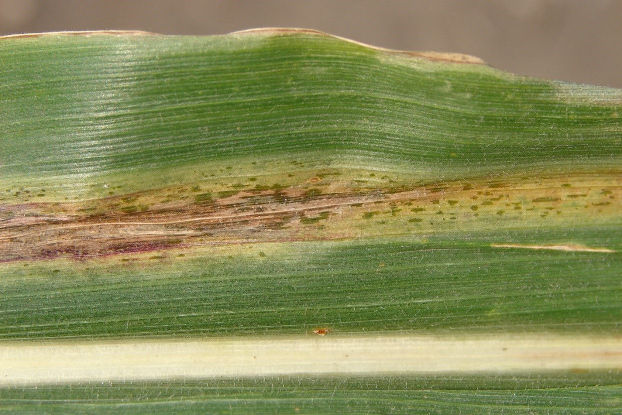 Goss's Wilt leaf freckles and ooze image