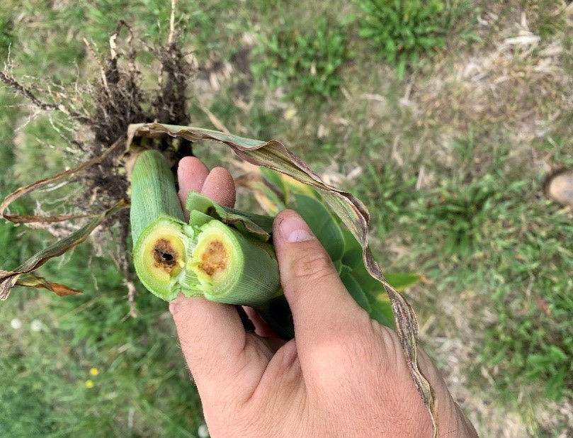 Goss's Wilt vascular discoloration of the corn stalk 