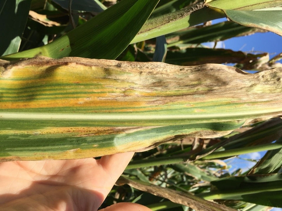 Figure 3. Large lesions as result of Goss’s bacterial wilt and blight infection.