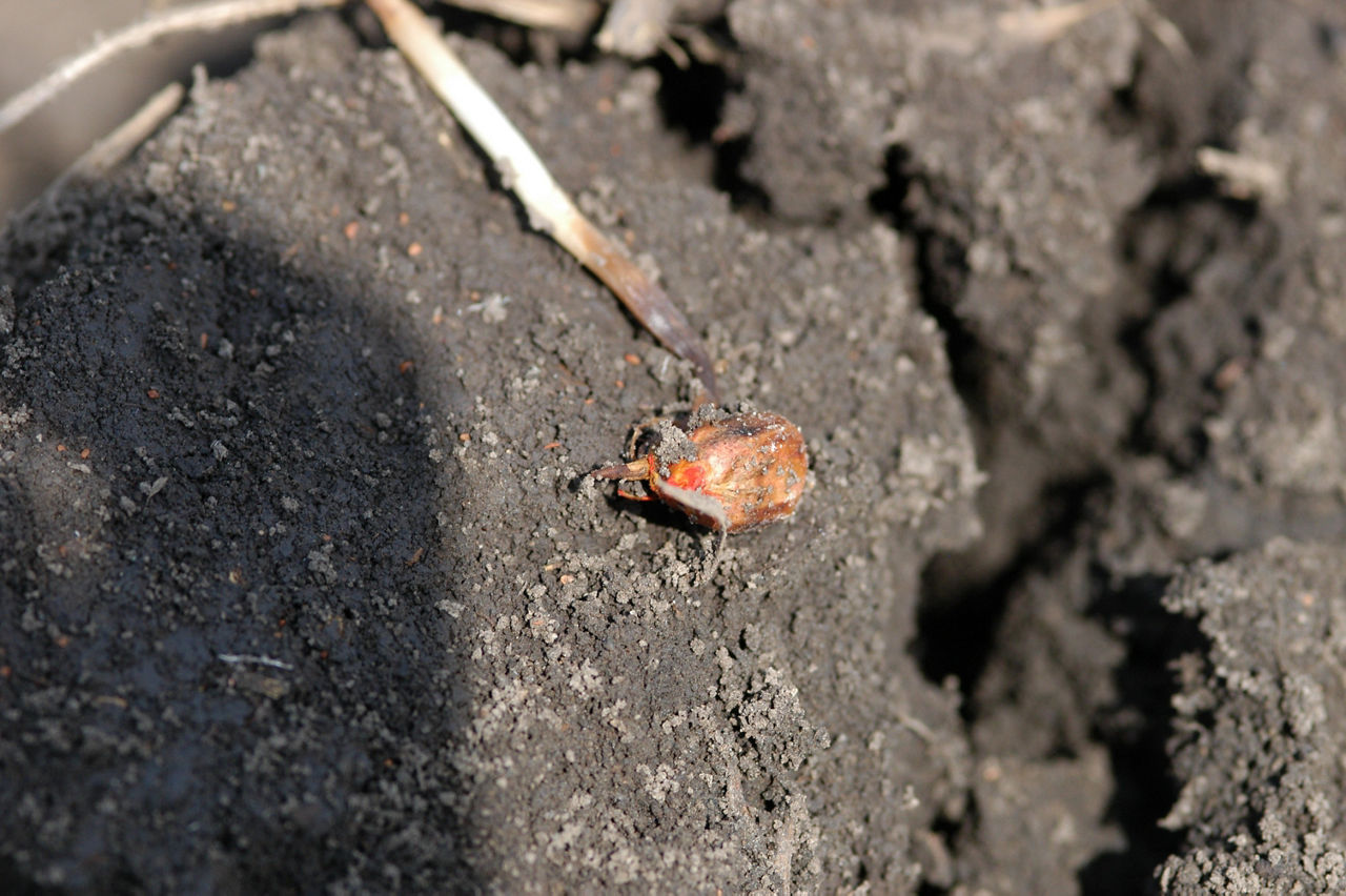Figure 1. Starter fertilizer injury to radicle. 