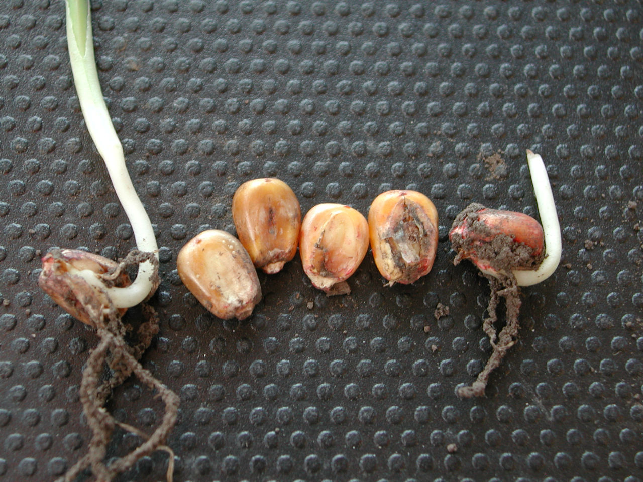 Figure 2. Starter fertilizer injury to seed and radicle. 