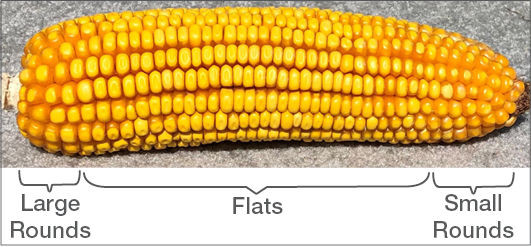 Seed size and shape on a corn ear varies from large rounds (left, cob base), flats (middle of cob), to small rounds (cob tip). 