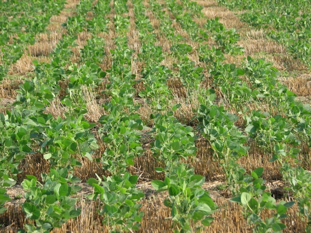 Soybean Double crop no-till