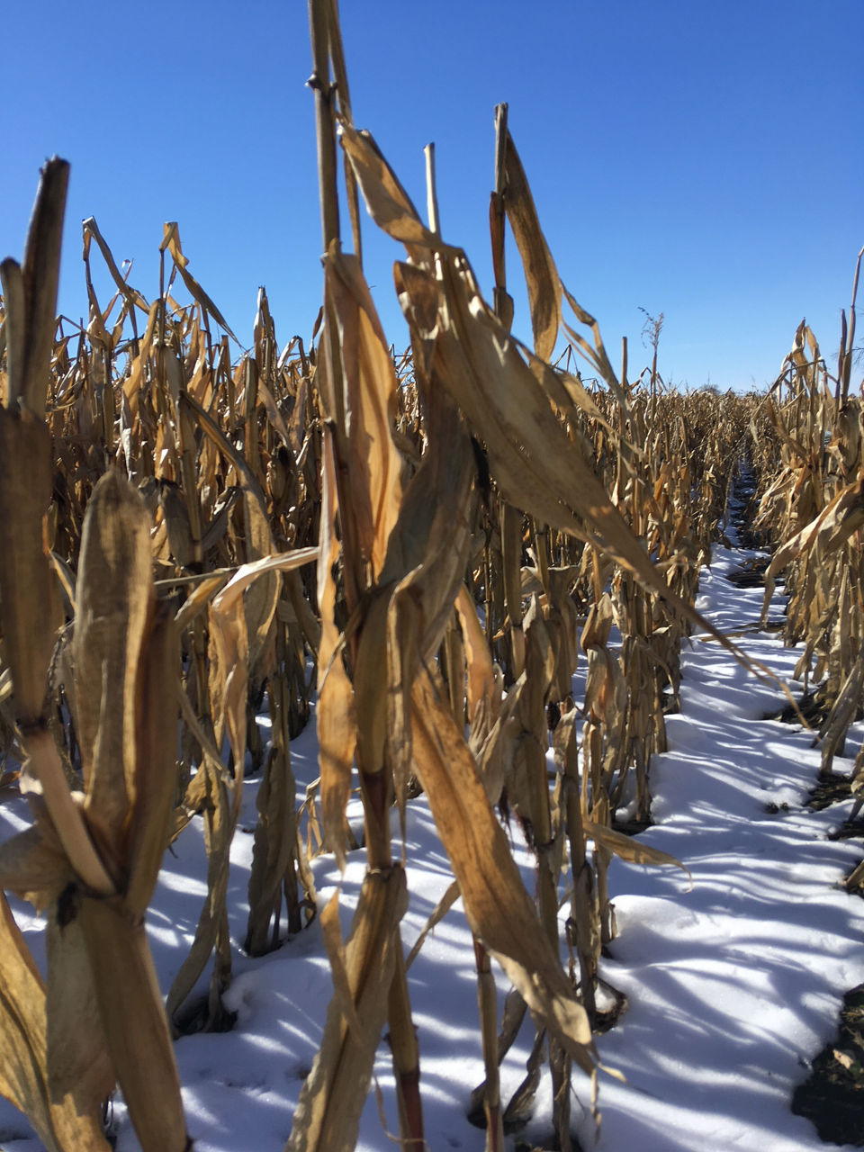 Corn - Snow image