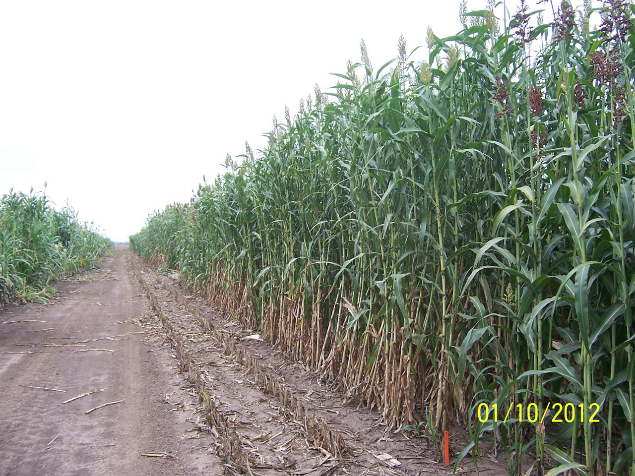 2012 Sweet Sorghum