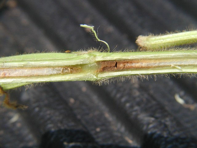 Figure 4. Brown interior pith from brown stem rot infection. 