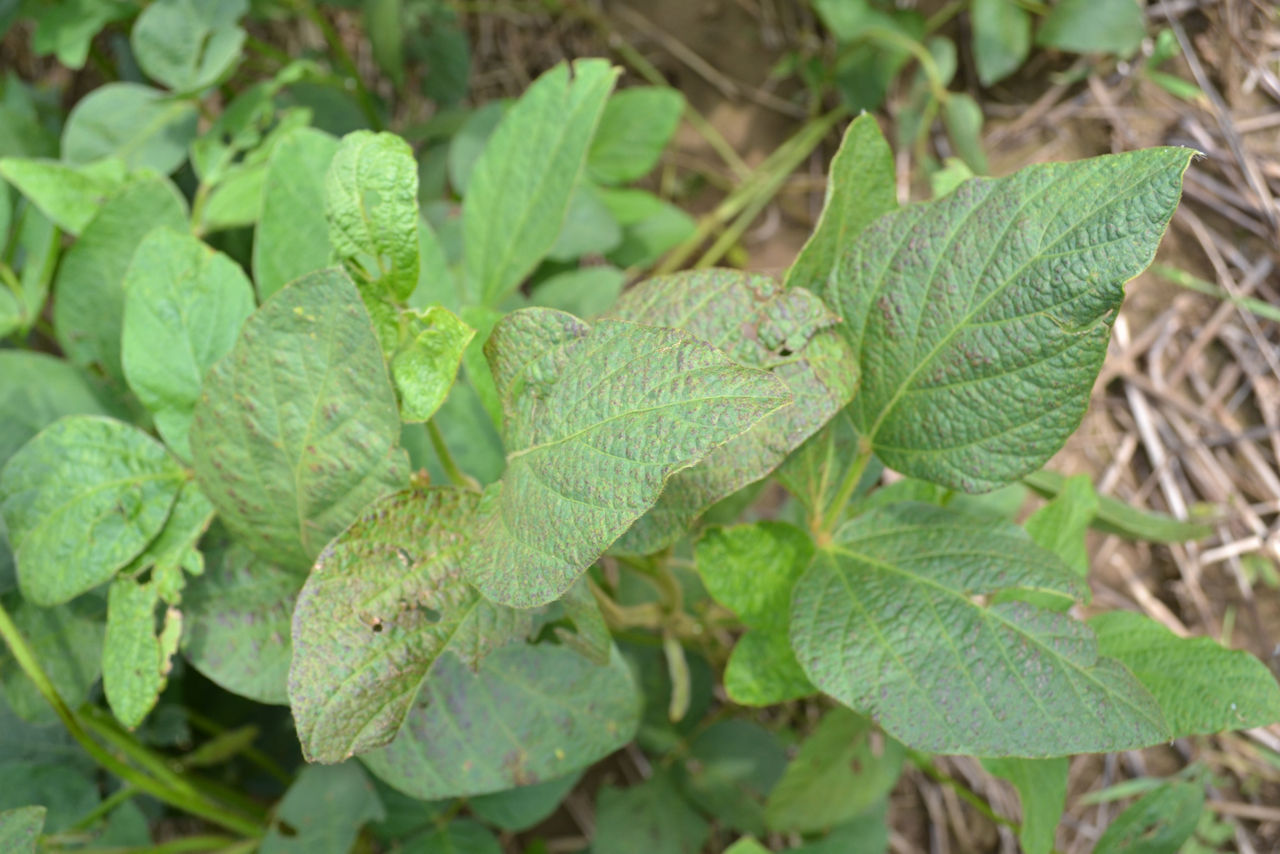 Cercospora Leaf Blight- Plant 4