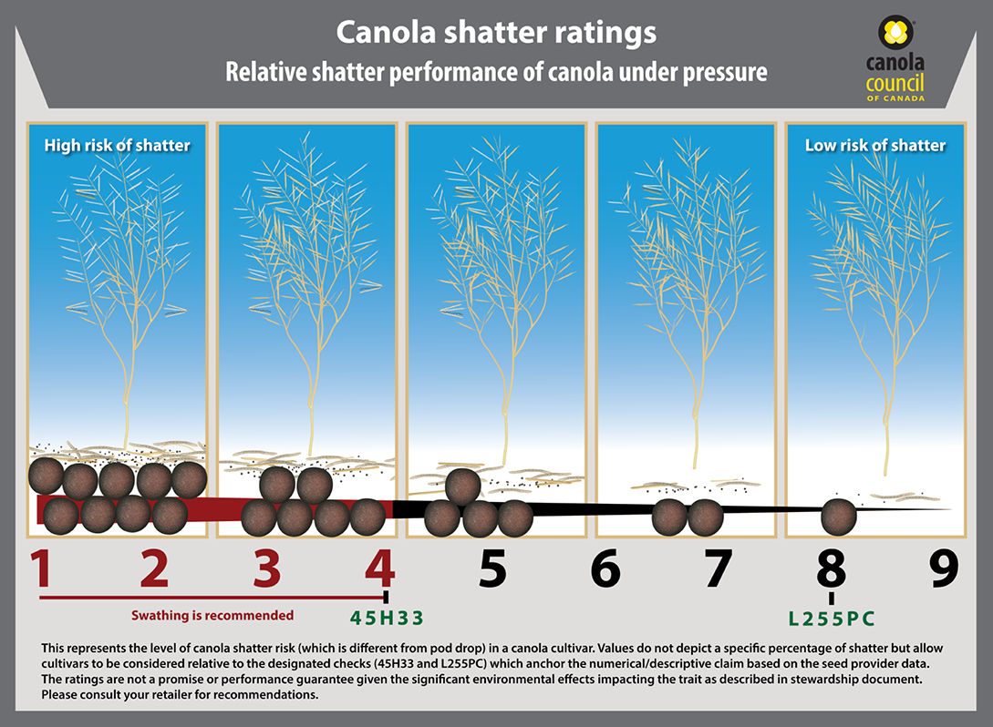 Figure 1. Canola shatter ratings. Image courtesy of Canola Council of Canada. Reprinted with permission.