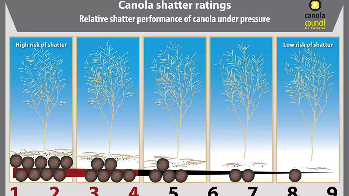Canola Trait Chart
