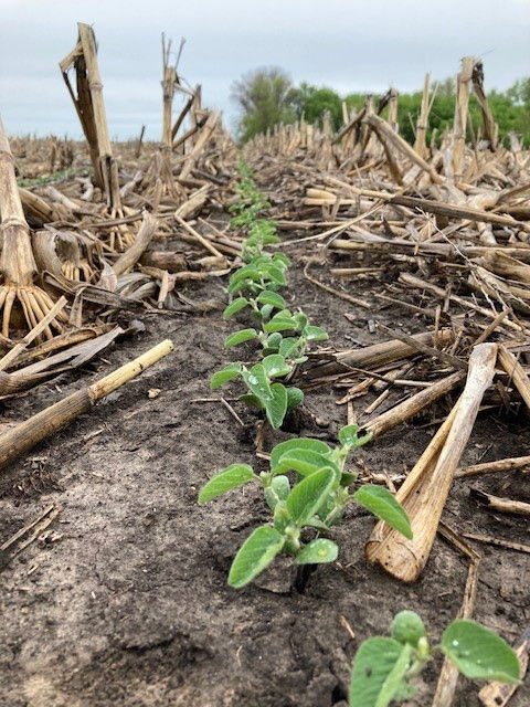 Image shows soybean plants growing as part of a crop rotation.