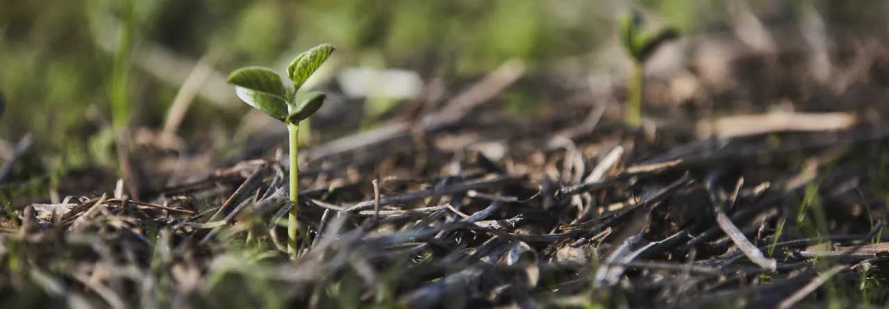 Header image of a plant emerging from a field. 