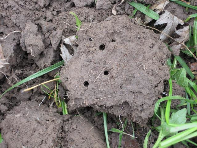 Figure 2. Earthworm burrows provide for increased water and air infiltration and can help increase soil water holding capacity.