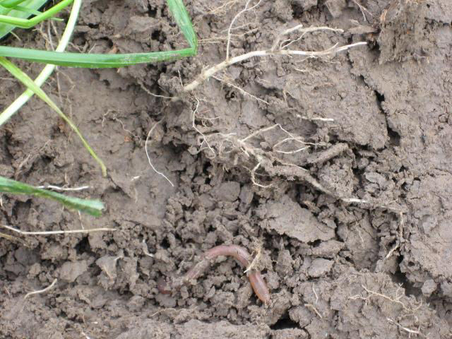 Figure 1. Earthworm activity under a cover crop. The root mass of cover crops provides a beneficial environment for earthworms to thrive.