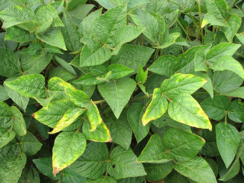 Figure 2. Soybean plants showing symptoms of potassium deficiency.