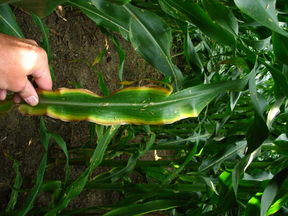 Figure 3. Corn leaf showing symptoms of potassium deficiency.