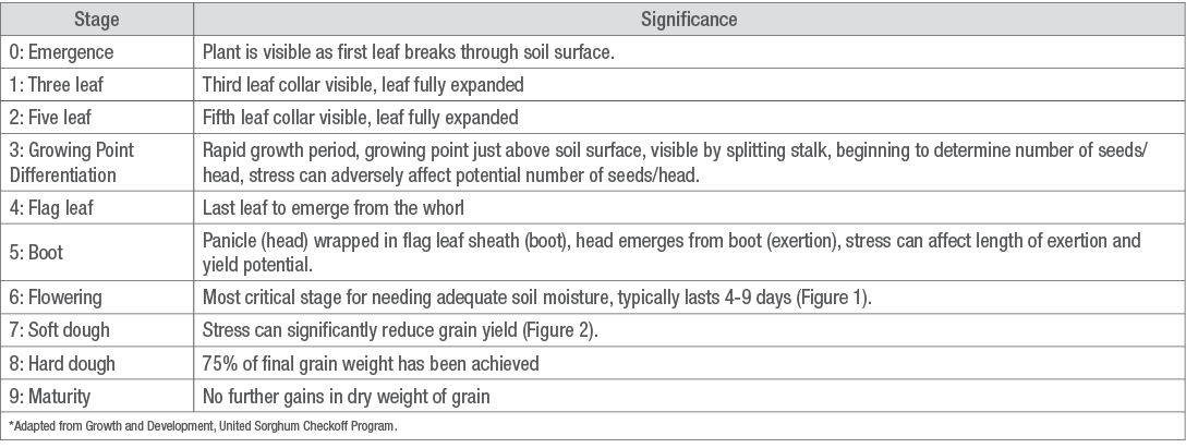 Grain sorghum growth and development stages table image.