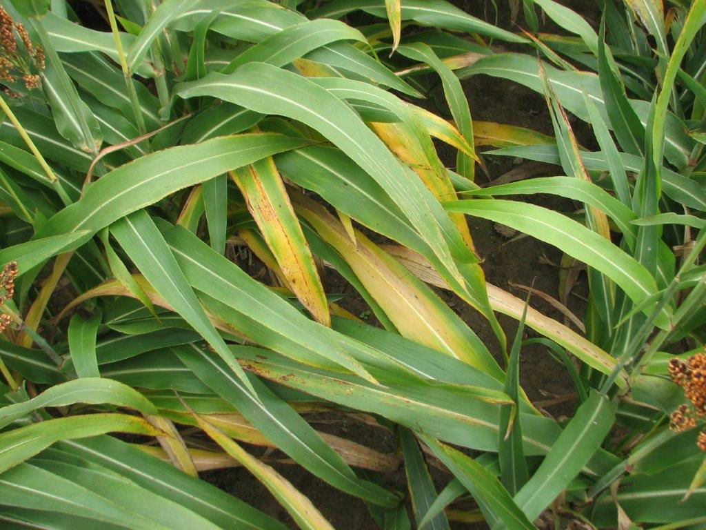 Figure 1. Sorghum leaves showing symptoms of nitrogen deficiency.