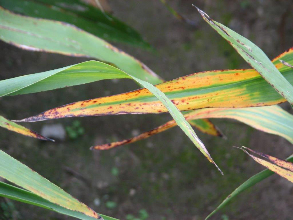 Figure 2. Sorghum leaves showing symptoms of potassium deficiency.