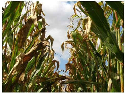 Corn infected with Nortern corn leaf blight