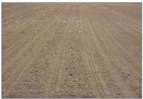 Two products planted at the same time. Right has stronger early emergence