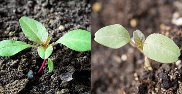 Waterhemp and Palmer -Stuck in the Weeds