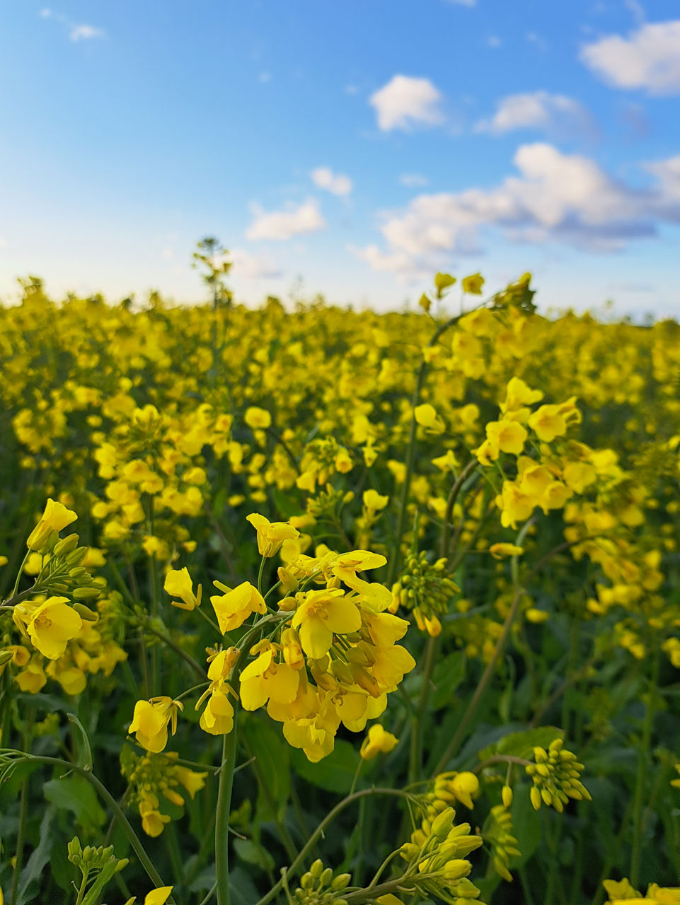 oilseedrape
