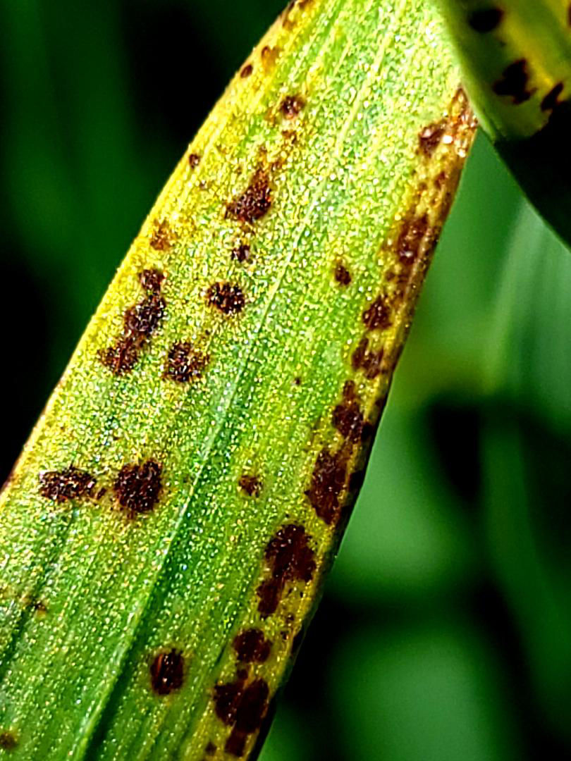 Vremea umedă favorizează pătarea reticulară la orz