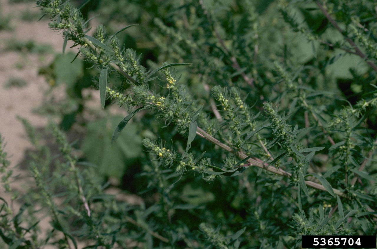 Flowering kochia plant.